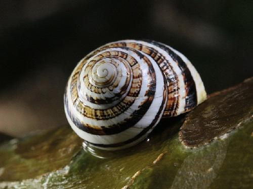 Polymita versicolor, Cajobabo.