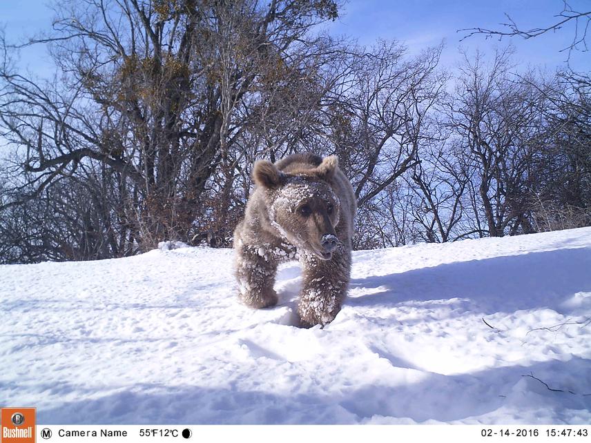 Brown bear at Jahannama PA camera trap.