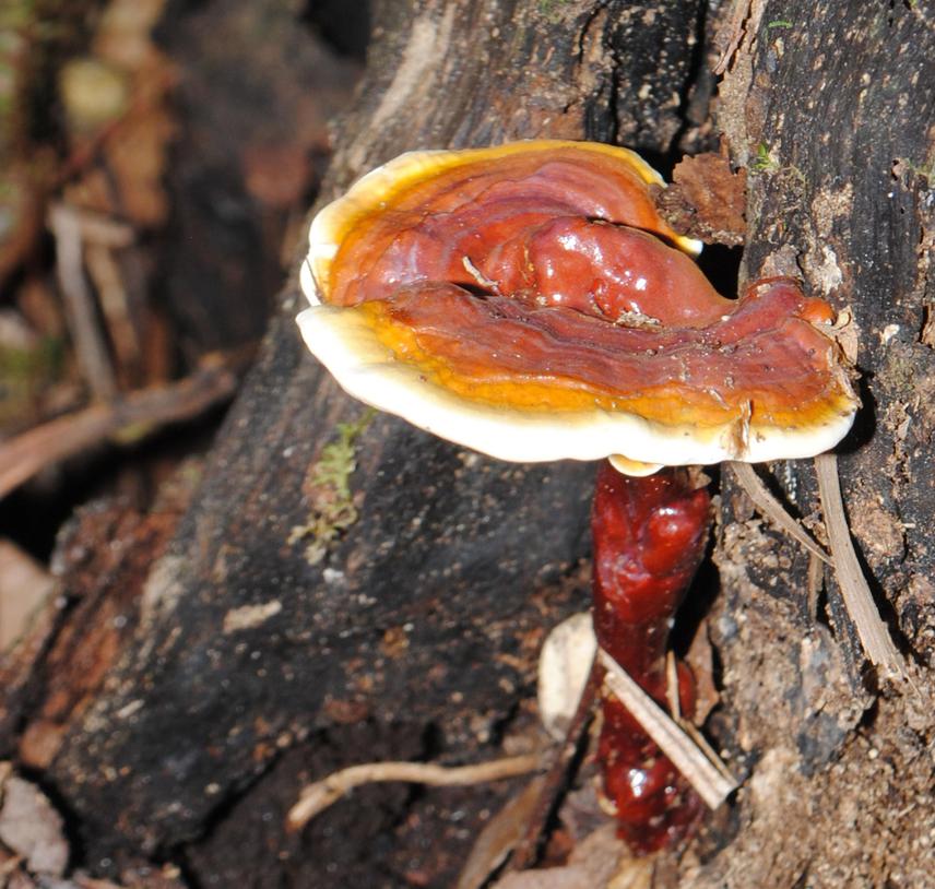 Ganoderma in the field.
