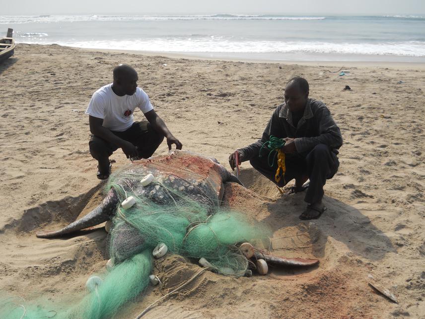 This leatherback sea turtle caught in gill net during fishing operation was released by PI and local fishermen