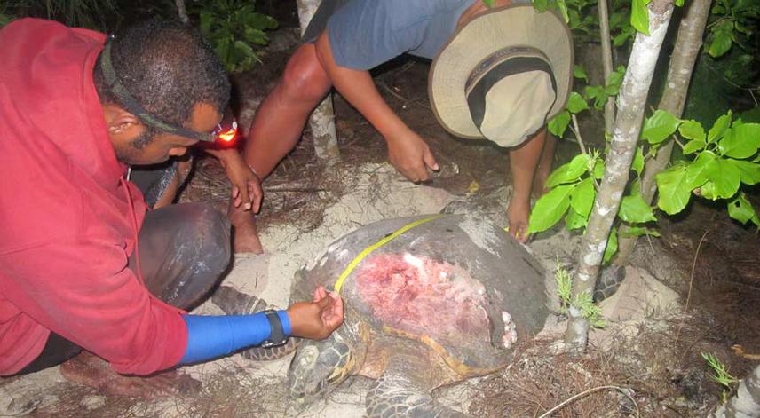 17595-2 Measuring curved carapace length of a green sea turtle in Venu Island, Kaimana.