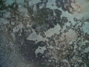 Aerial of the site, if you look closely you can see some of the enclosures.