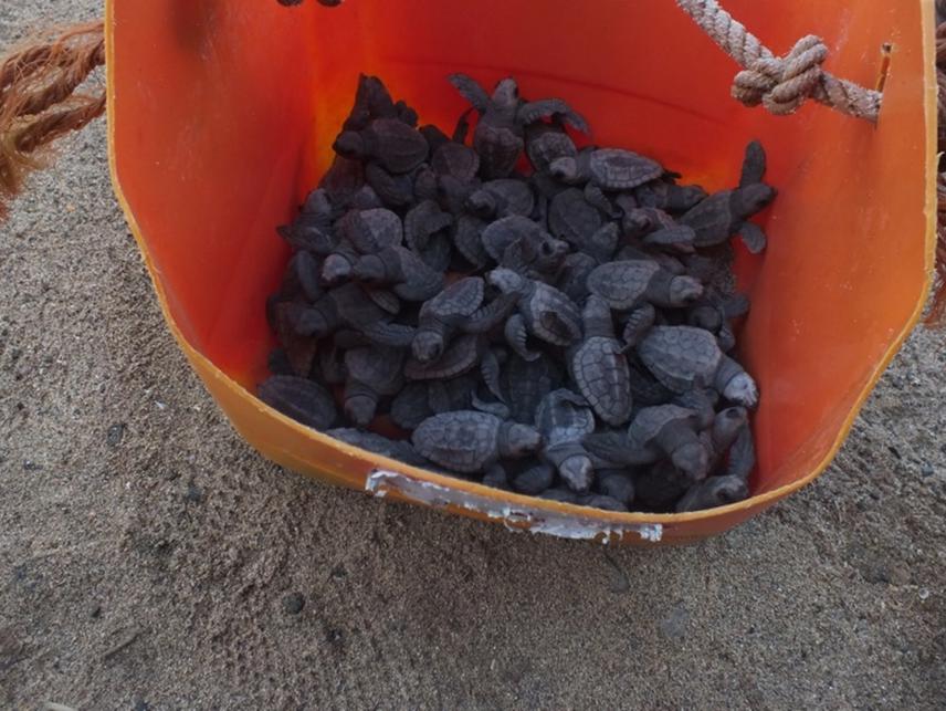 New born turtles from natural nests.