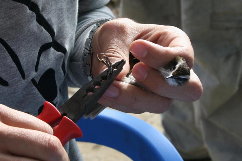 Marking of a Moustached warbler.