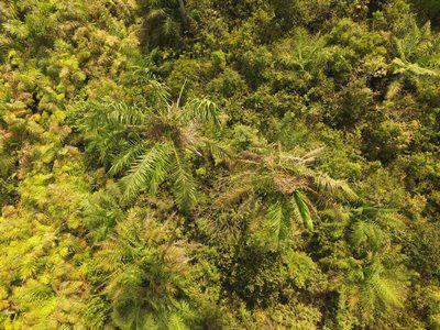 Aerial view of chimpanzee nests in oil palms.