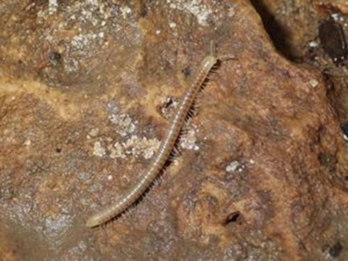 Diplopoda.