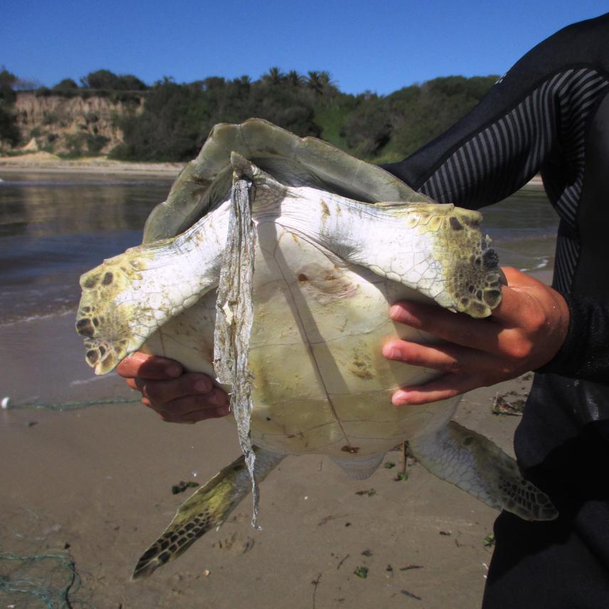 Green turtle plastic poo.