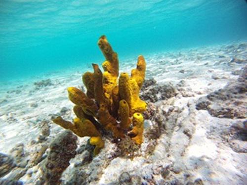 Sponge.