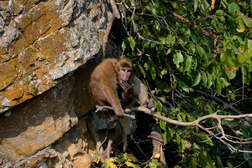 Foraging