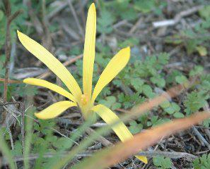 Sternbergia colchiciflora. © Goran Anackov.