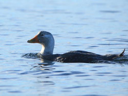 Male. © Agu.