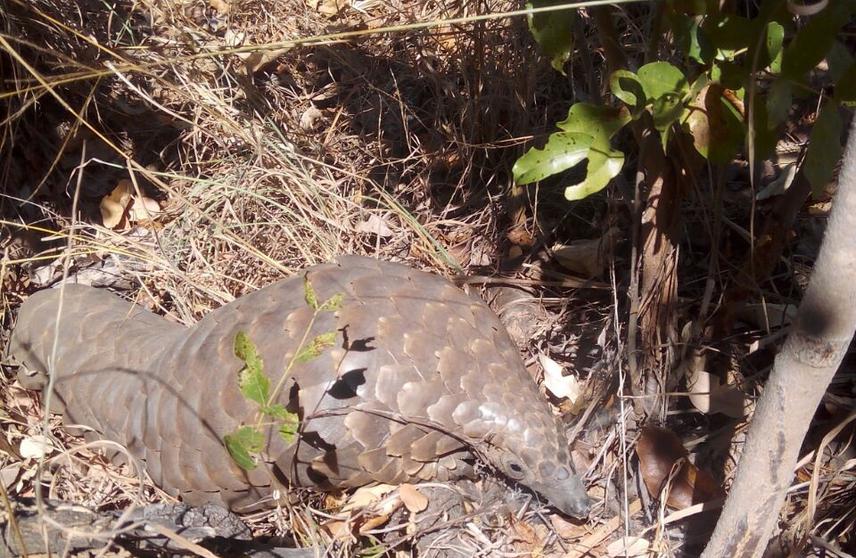 Pangolin.
