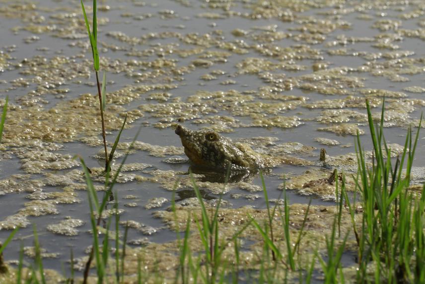 Euphrates softshell turtle in Balarood River Khuzestan, Iran. © Hanyeh Ghaffari.