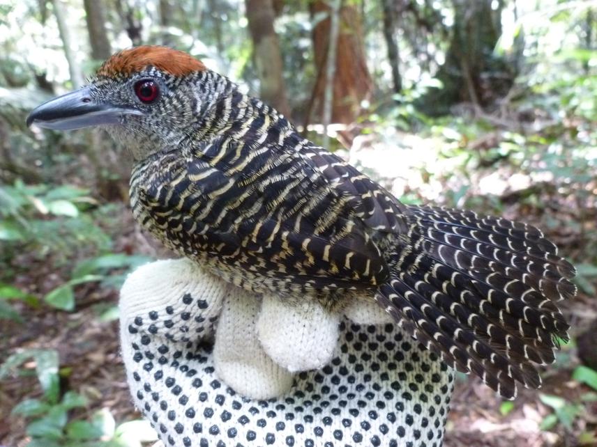 Fasciated Antshrike (Cymbilaimus lineatus).