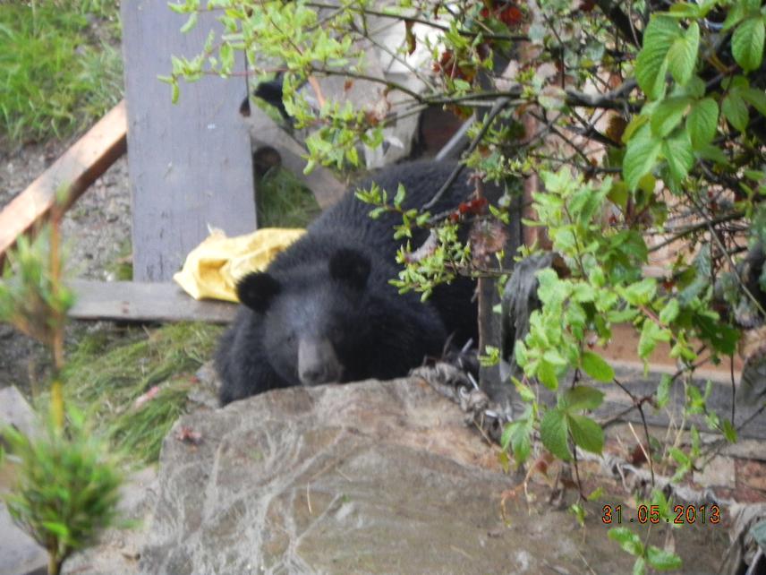 Target species (Ursus thibetanus).