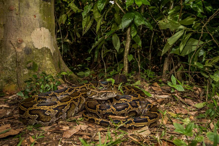 Hasan - The Burmese Python (Python bivittatus).