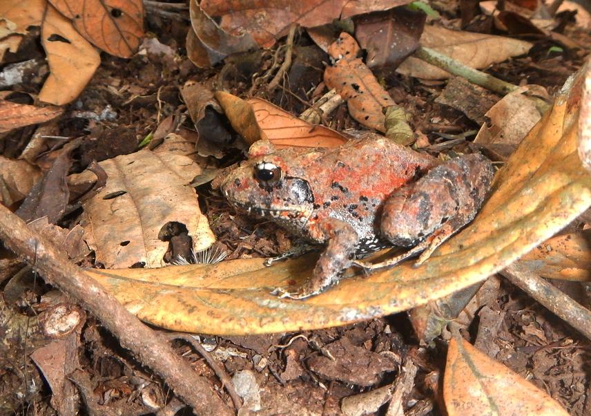Adult Indirana phrynoderma.