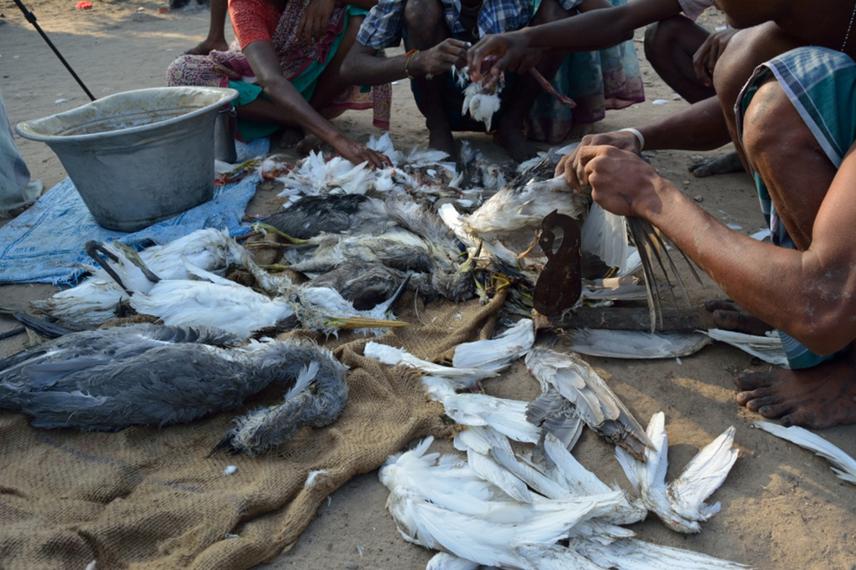 Illegally hunted waterfowl being dressed at a market place.