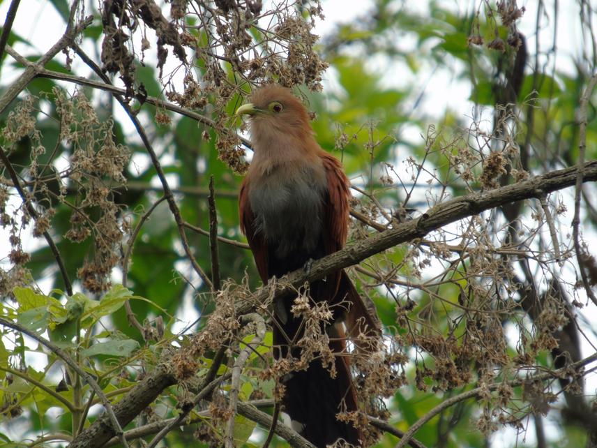Piaya cayana.