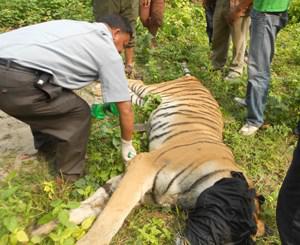 Tranquillized man-eater tiger under examination, before being kept in captivity. © Lalit Malla