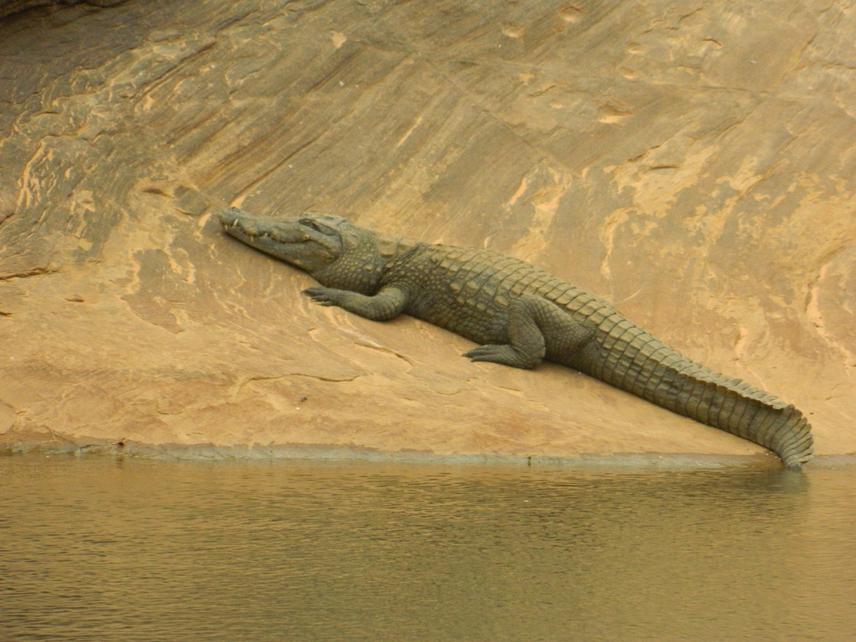 West-African crocodile.