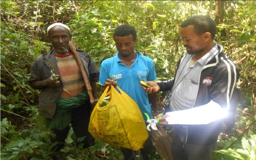 Wild edible plant specimen collection for identification