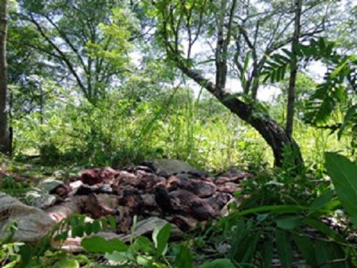 Buffalo meat abandoned by poachers during 2016 wet season patrols.