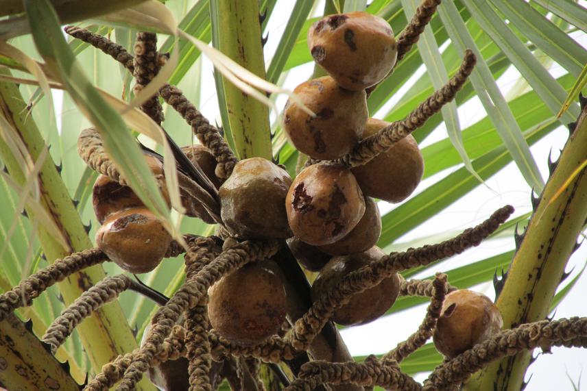 Dum palm (Hyphaene thebaica) ripe fruits.
