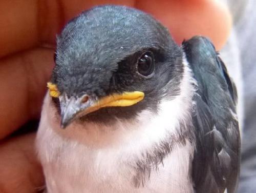 Hispaniolan Golden Swallow (Tachycineta euchrysea sclateri). © Parque Nacional Juan Bautista Pérez Rancier
