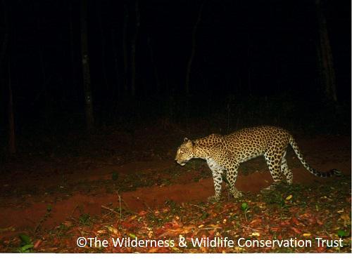 Remote camera image of adult female leopard.