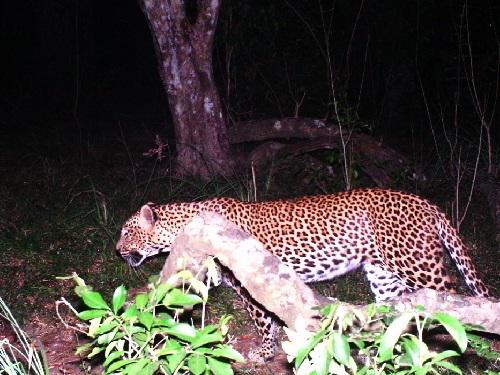 Wilpattu adult female.