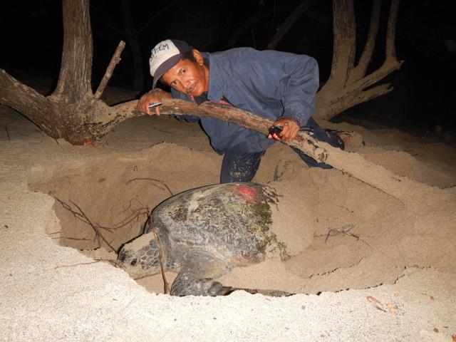 Martin collecting nest data 2015.