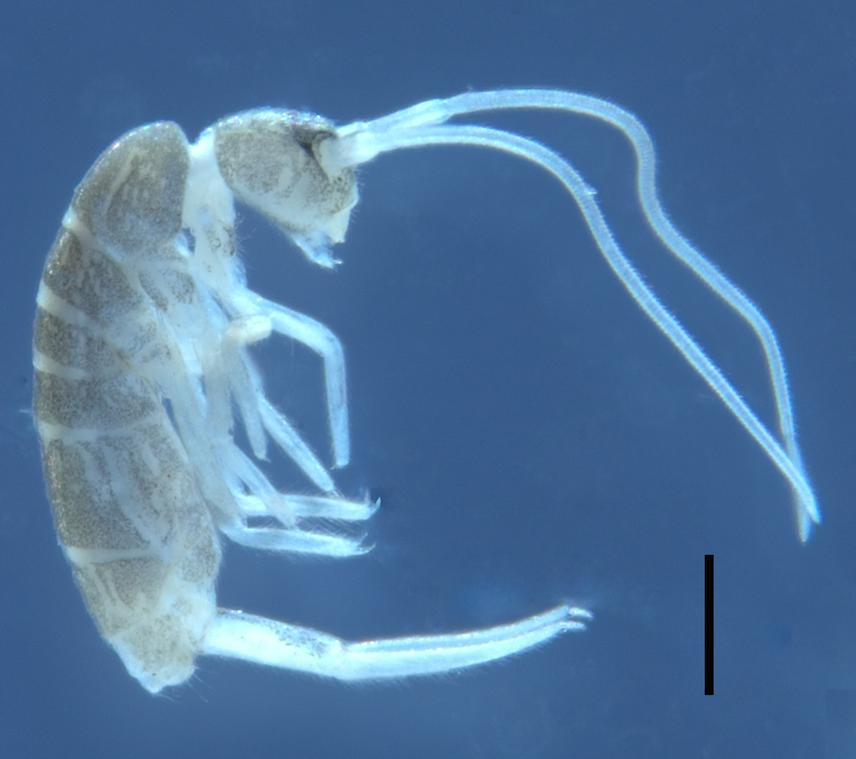 Habitus of Plutomurus jordanai sp. nov. (bar 0.5 mm).