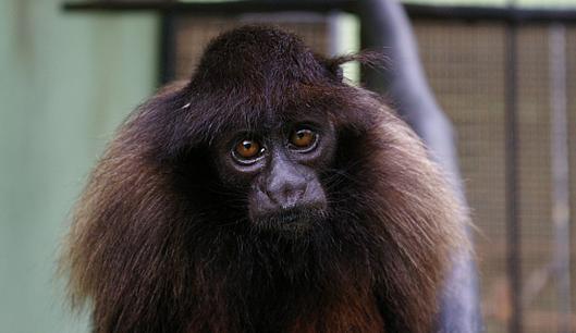 Golden-backed uakari (Cacajao melanocephalus). ©Bruna Bezerra.