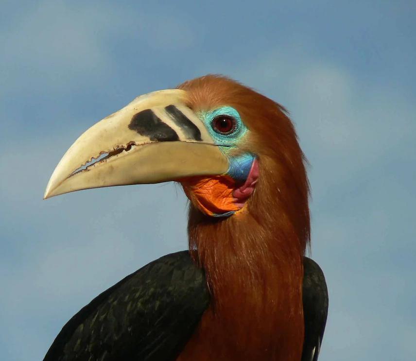 Rufous-necked Hornbill.