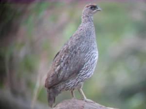 Djibouti Francolin female. © Houssein Rayaleh.