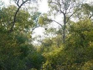 View of Chaco woodland in Copo National Park. © Carlos Trucco.