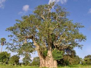 Baobab tree.