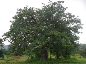 The Baobab tree with leaves in rainy season.