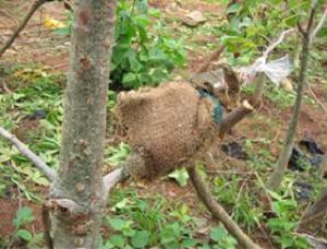 Baobab layering (air and soil) in nursery condition.