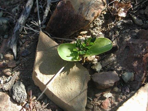Seedling of Cercidium andicola, one of the main small trees in the Prepuna.