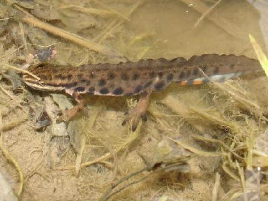 Triturus vulgaris in April.