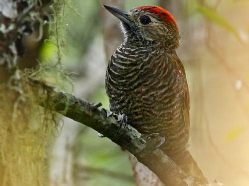 Veniliornis frontalis ©Pablo Eguia.