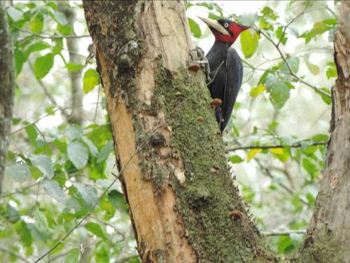 Campephilus leucopogon - Cream-backed Woodpecker.