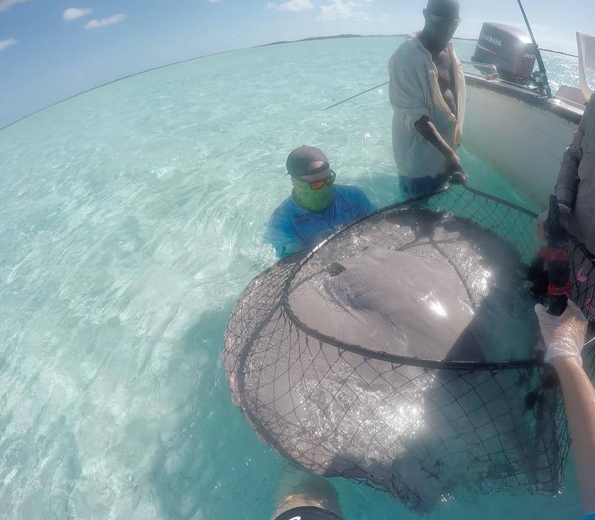 Dr. Owen O'Shea holding one of the smaller rays during an 'in-water' workup