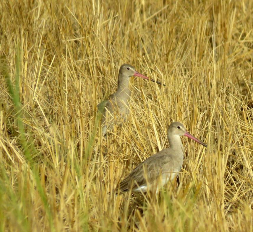 Black-tailed godwits on the rice-fields of Guinea-Bissau. © Afonso Rocha.