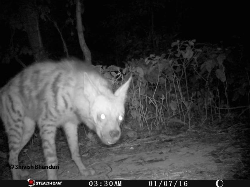 Striped hyaena.