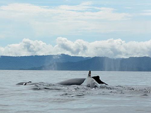 Mother, calf and escort surfacing in close association.