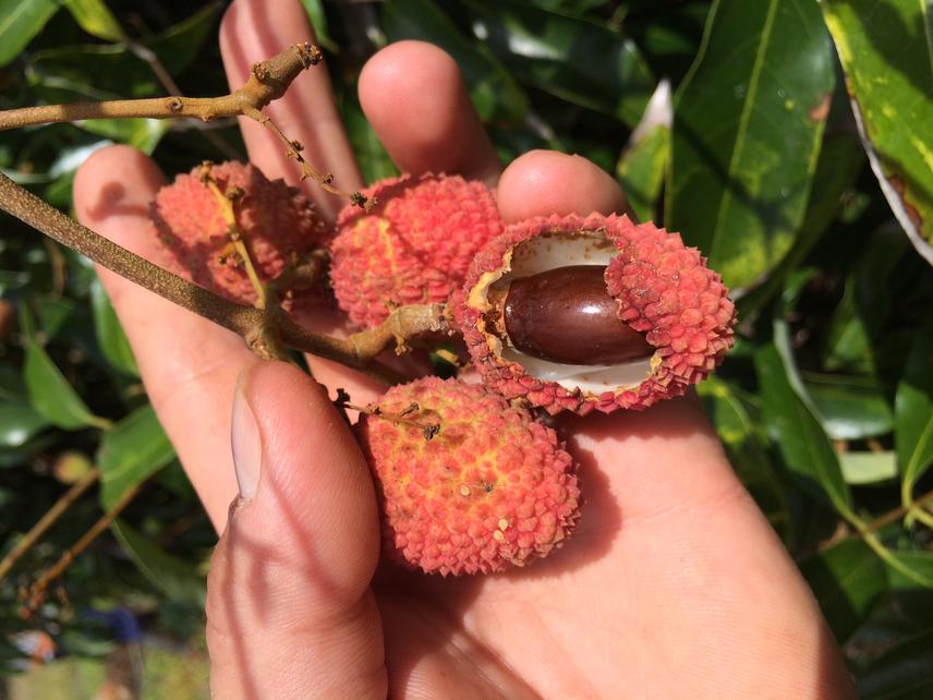 Litchi damaged by birds.