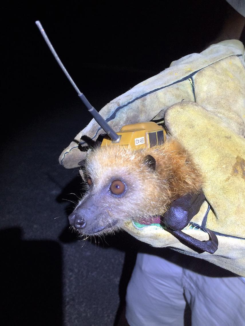P. niger with GPS tag attached.